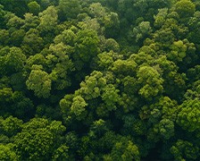 Une forêt