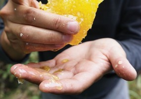 Gelée royale et autres substances de la ruche